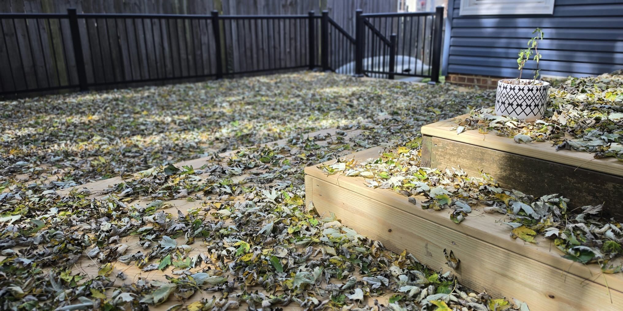 Fallen Leaves